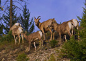Ovis Canadensis